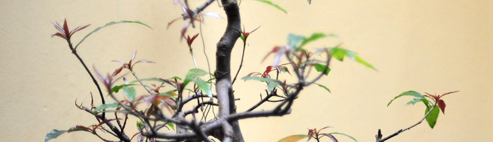 Live intercourse videochat in iraq with a homosexual